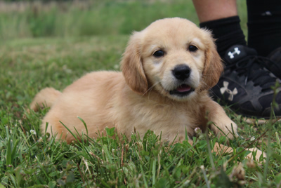 Micheal, franke, dog, breeder, michael-franke, dog-breeder, puppy, kennel, reviews, customer, star, star-breeder, 5, five, USDA, missouri, mo, Novelty