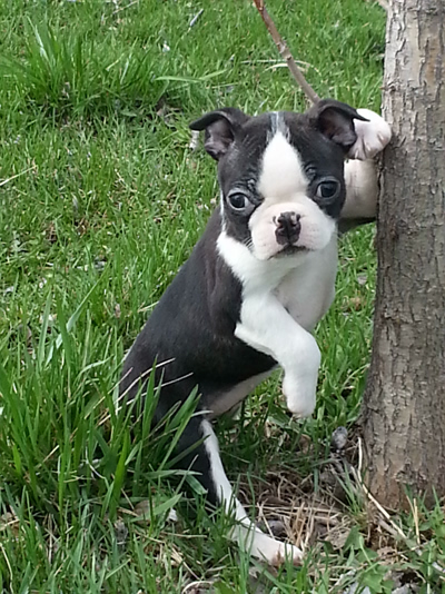 Michael Franke Dog Breeder puppy1